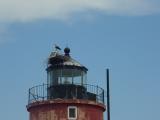 Craighill Light - Osprey standing guard