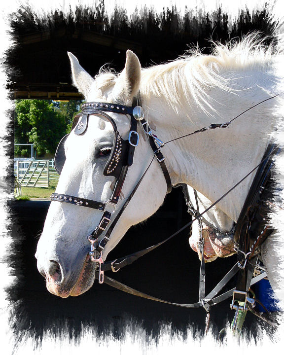 dsc05608 headshot in front of barn.jpg