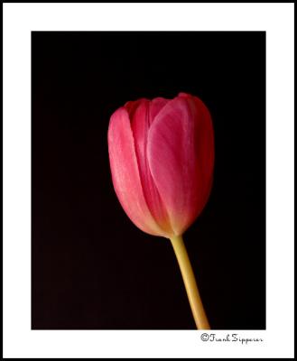 Red Tulip (LE84)
