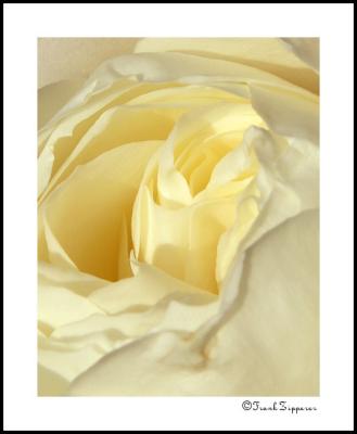 Creamy Rose (LE87)