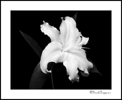 White Starburst Lily #2 (LE88)