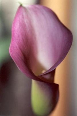 Calla1orig.jpg