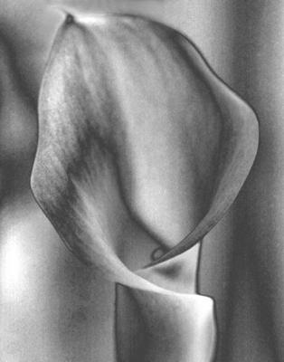 calla1greyscale.jpg