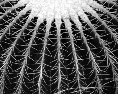 Barrel Cactus ConvertBW.jpg