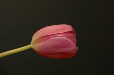 TulipSide.jpg