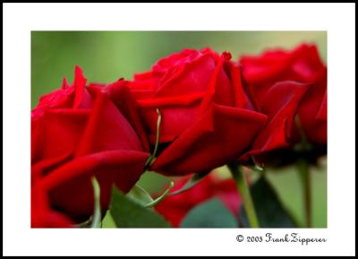 Three Red Roses (LE92)