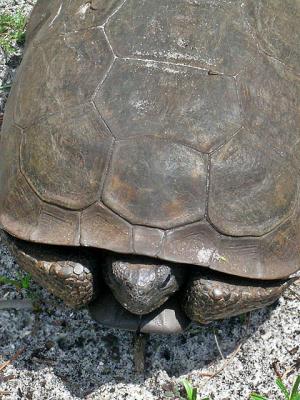 Gopher Tortoise2
