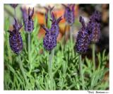 15 May <br> Lavender