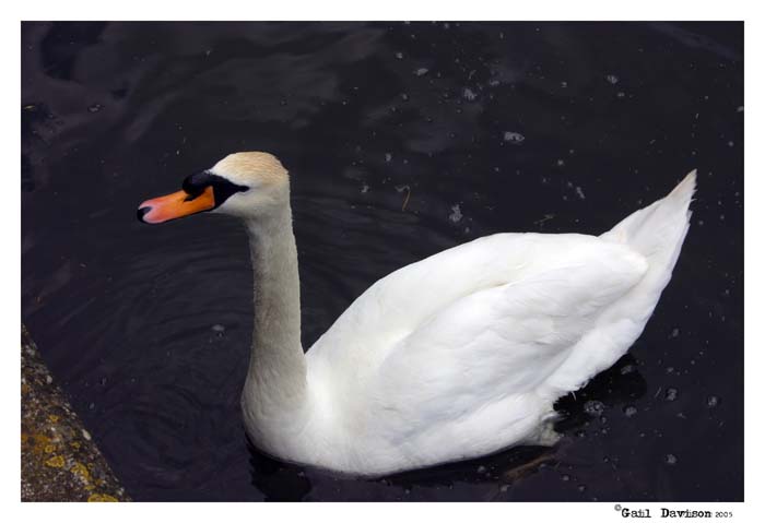 30 May <br> Swan