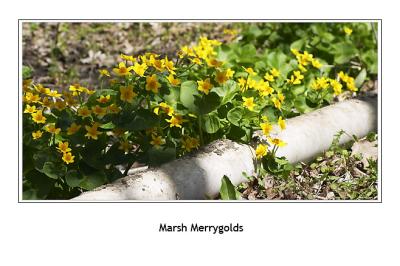 Marsh Merrygolds