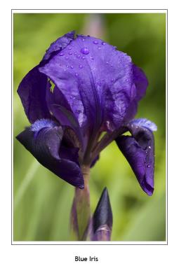 Sue's Irises