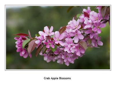 Wild Ginger, Native Plant Nursery