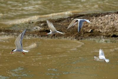 Common Terns