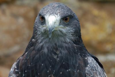 Falconry Demonstration