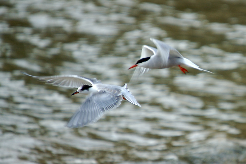 Common Terns