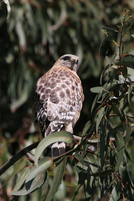 Red-shouldered Hawk