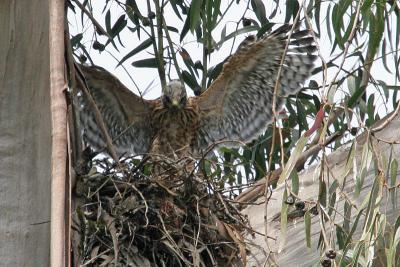 Red-shouldered Hawk chick