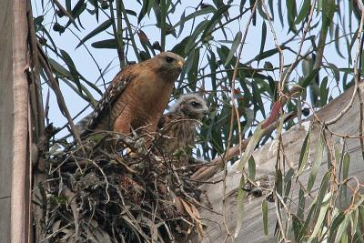 Red-shouldered Hawk parent and chick