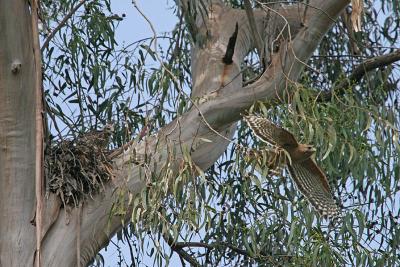 Red-shouldered Hawk parent leaves nest