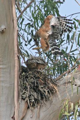 Another Red-shouldered Hawk parent drops off prey