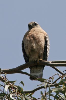 Red-shouldered Hawk