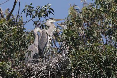 Great Blue Heron chicks