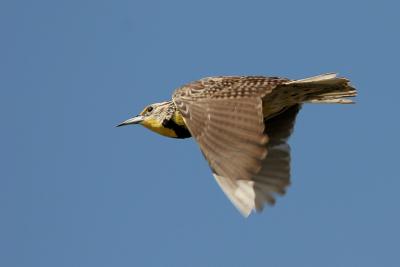 Western Meadowlark