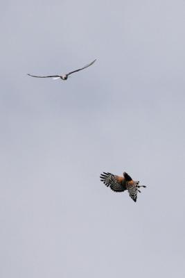 Red-shouldered Hawk vs. White-tailed Kite