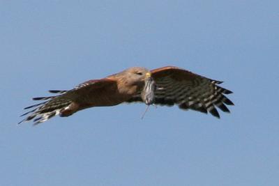 Red-shouldered Hawk with rodent