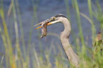 Great Blue Heron with rodent