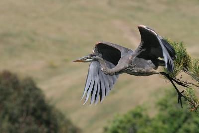 Great Blue Heron taking off