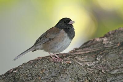 Dark-eyed Junco