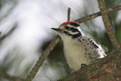 Nuttall's Woodpecker, Juvenile