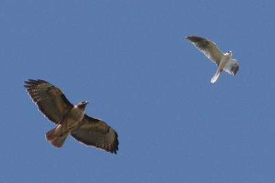 Red-tailed Hawk vs. White-tailed Kite