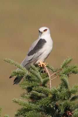 White-Tailed Kite