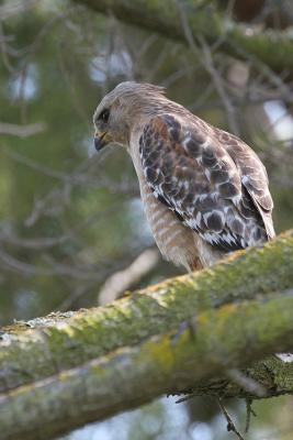 Red-shouldered Hawk