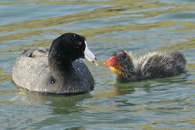 American Coot feeding chick