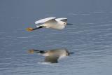 Snowy Egret