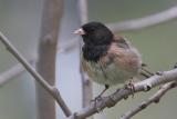 Dark-Eyed Junco