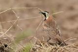 Horned Lark