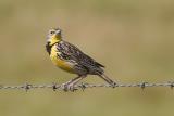 Western Meadowlark