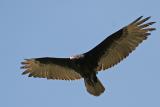 Turkey Vulture