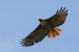 Red-tailed Hawk