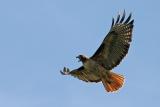 Red-tailed Hawk