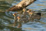 American Coot chicks