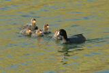 American Coot chicks and parent