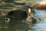 American Coot feeding chicks