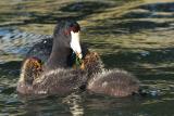 American Coot feeding chicks