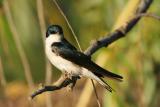 Tree Swallow