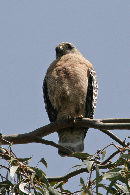 Red-shouldered Hawk